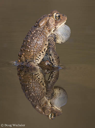 American Toad calling _A5E9750.jpg - 51469 Bytes